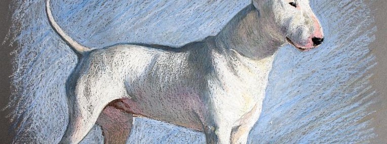 BULLTERIER bullterrier portret psa pastele olej format A3-1