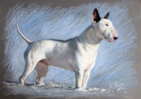 BULLTERIER bullterrier portret psa pastele olej format A3
