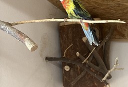 Papugi rozelle białolice, samica 