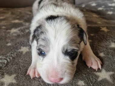 Border Collie śliczna suczka Blue Merle / Przebadani rodzice-1