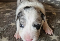 Border Collie śliczna suczka Blue Merle / Przebadani rodzice