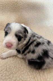 Border Collie śliczna suczka Blue Merle / Przebadani rodzice-2