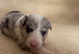 Border Collie śliczna suczka Blue Merle / Przebadani rodzice