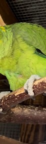 Papuga Amazonka żółtoszyja (Amazona ochrocephala auropalliata) PARA-3