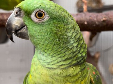 Papuga Amazonka żółtoszyja (Amazona ochrocephala auropalliata) PARA-1