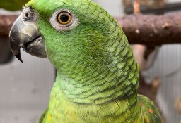 Papuga Amazonka żółtoszyja (Amazona ochrocephala auropalliata) PARA