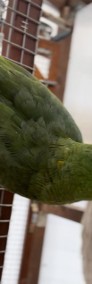 Papuga Amazonka żółtoszyja (Amazona ochrocephala auropalliata) PARA-4