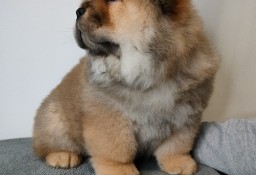 Chow chow zkwp FCI 