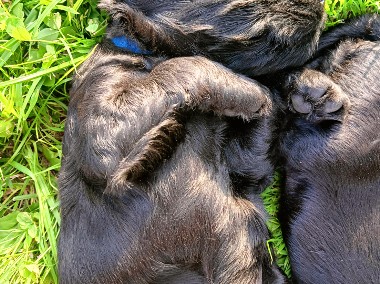 Cocker spaniel angielski z rodowodem i chipem -1