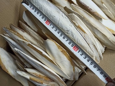 Sepia 1kg kość mątwy zółw papuga rozela aleksa falista barabanda mnichapatagonka-1