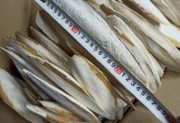 Sepia 1kg kość mątwy zółw papuga rozela aleksa falista barabanda mnichapatagonka
