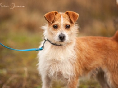 Cudny Tchibo w typie jack russel terriera poleca się do adopcji!-1