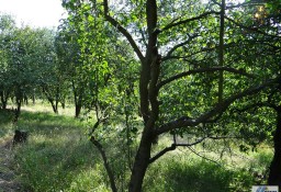 Działka rolno-budowlana Wola Zachariaszowska