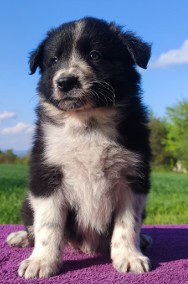  Rasowy pies Border Collie z Hodowli - szczenię z pełną dok. hodowlaną-2
