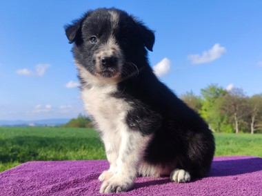  Rasowy pies Border Collie z Hodowli - szczenię z pełną dok. hodowlaną-1