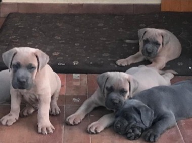 Szczeniak Cane Corso Italiano-1