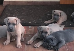 Szczeniak Cane Corso Italiano