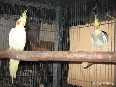 Papugi nimfy pary lęgowe-1