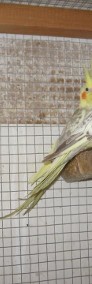 Papugi nimfy pary lęgowe-4