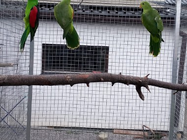 Papuga czerwonoskrzydła / krasnopiórka-1