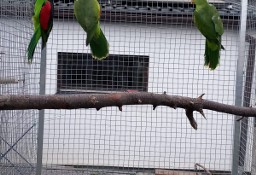 Papuga czerwonoskrzydła / krasnopiórka