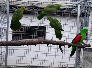 Papuga czerwonoskrzydła / krasnopiórka-2