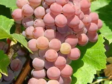Sadzonki winorośli - winnica Golesz-1