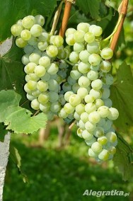 Sadzonki winorośli - winnica Golesz-2