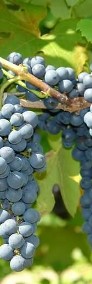 Sadzonki winorośli - winnica Golesz-3