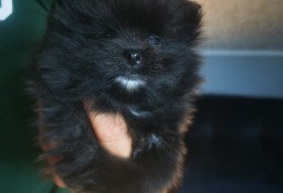 Czarna suczka Szpic miniaturowy pomeranian