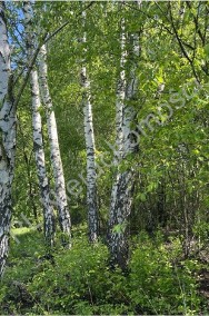 Działka, sprzedaż, 3500.00, Sade Budy, Jaktorów (gm.), Grodziski (pow.)-3