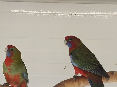 Papugi różne gatunki -1