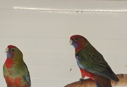 Papugi różne gatunki 