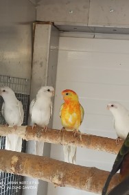 Papugi różne gatunki -2