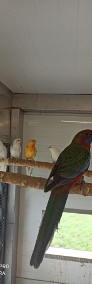 Papugi różne gatunki -3