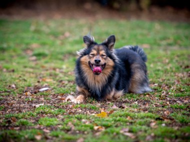 Ejże! Adoptuj radosnego MacGyvera :)-1