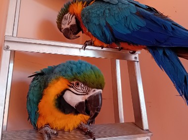 Sprzedam parę papug - Ara Ararauna - Ara zwyczajna -2