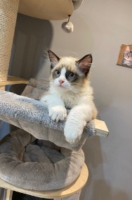 Kot Ragdoll-2