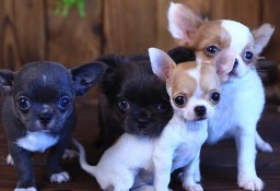 Piękne szczenięta Chihuahua
