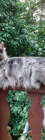 Kocięta Maine Coon wielkie koty-3