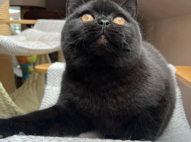 Cudowna czarna koteczka z legalnej hodowli Perła Południa-1