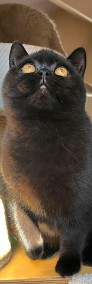 Cudowna czarna koteczka z legalnej hodowli Perła Południa-3