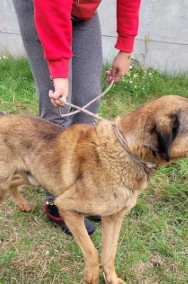 Porzucony, pozytywny, kochający człowieka BODZIO szuka domu !!-2