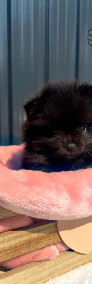 Szpic Miniaturowy, Pomeranian - Black-4