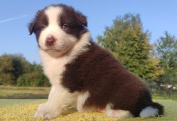 Border Collie - Piękna Rasowa Suczka z Hodowli Wiąz, komplet dok.