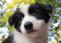 Border Collie - śliczna suczka z hodowli, komplet dok.