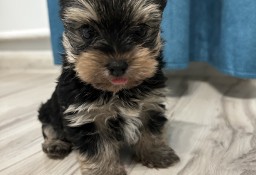 Yorkshire Terrier miniaturka piesek