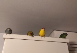 Młody papugi 