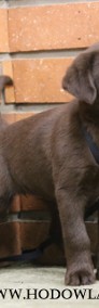 Labradory czekoladowe - szczeniaki-4