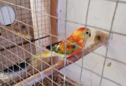 Papugi Świergotki 